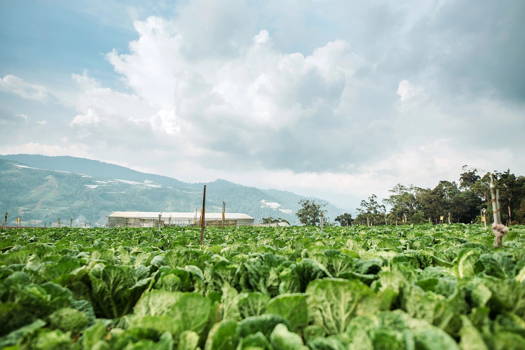 Agricultural field representing farming services